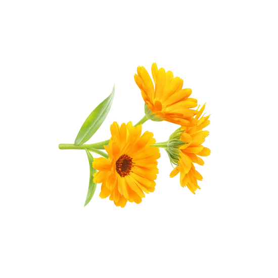 Calendula