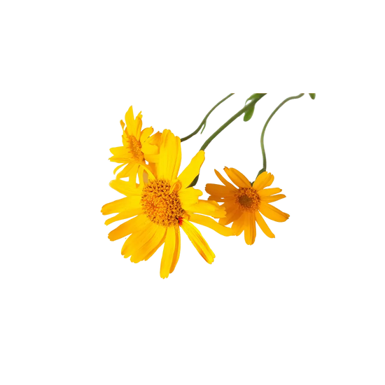 Arnica