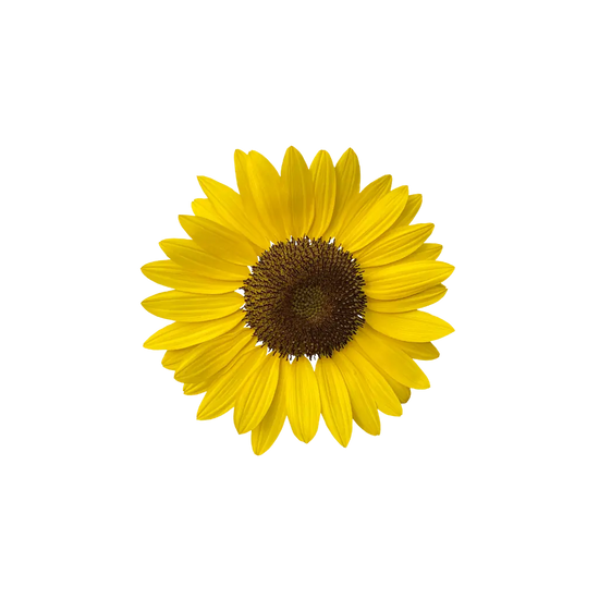 Sunflower oil