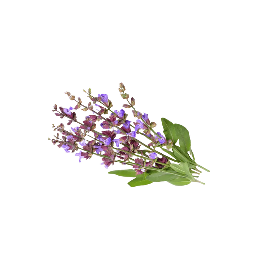 Sage