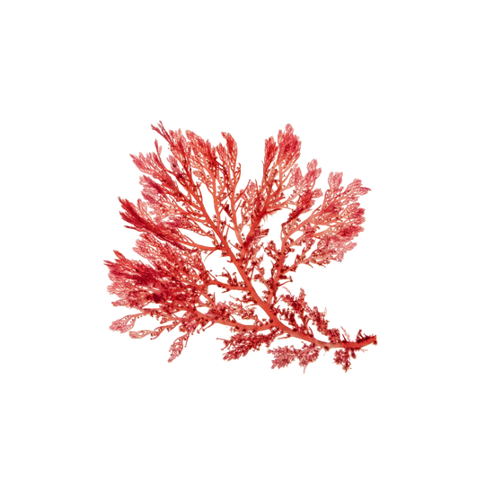 Red Algae