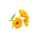 Calendula
