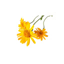 Arnica