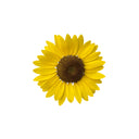 Huile de tournesol