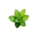 Menthe poivrée