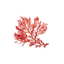 Algues rouges